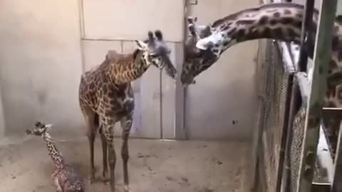 Giraffe maternity hospital and meeting with his father