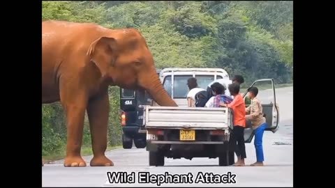 Wild elephant attack