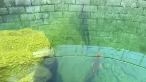 Iphone 14 pro max underwater camra test||iphone 15 camra test