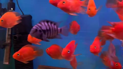 Cute Little Fishes | Rumble