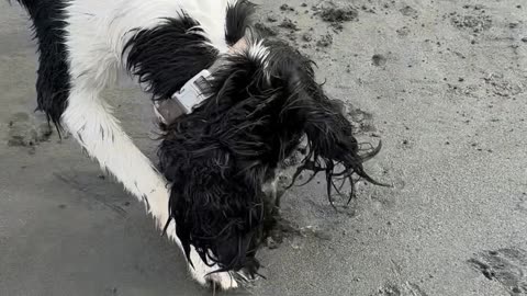 Springer Spaniel Discovers Clams at the Beach