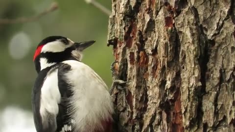 Great Spotted Woodpecker foraging on the trunk (take #2)
