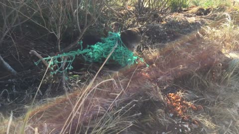 Seal Rescued from Fishing Net