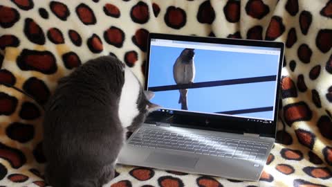 A cat wants to eat a bird on a computer screen