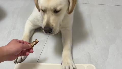 DOG Teaching | Dog Training Tips | Dog Food | Dog Training Videos