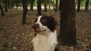 A study indicates that dogs are able to identify stress from their guardians by smell.