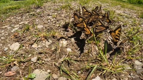 Swallowtail Butterflies