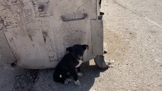 Lost Puppy Gets Help From Travelers