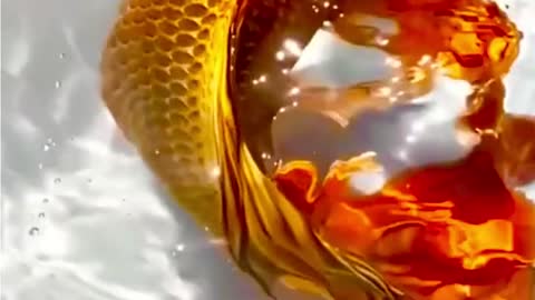 beautiful slayer koi fish