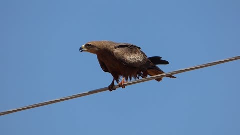 "Melody of the Black Kite: Beauty in the Sounds of Nature"