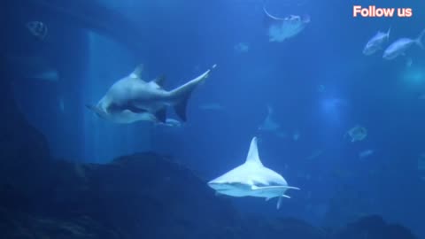 Beautiful underwater sea animals...no copyright video