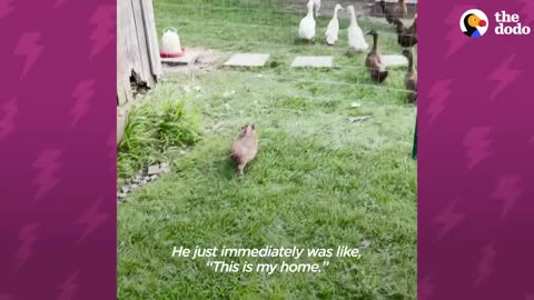 This Pig Makes The Funniest Noise When His Foster Stops Kissing Him | The Dodo Little But Fierce