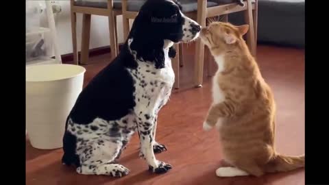 The Funniest Animals: The Best Funny Animal Videos of 2022