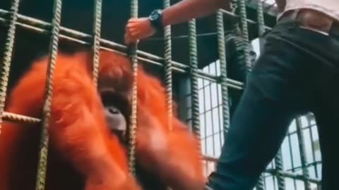 Orangutan attack on human.