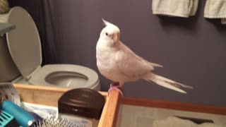 Bird sings and dances to 'Uptown Funk'