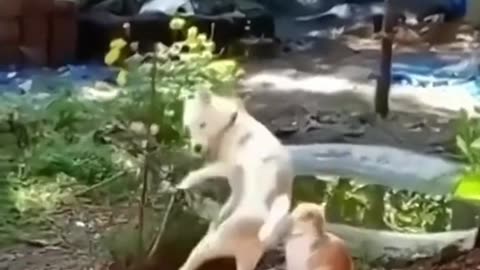 funny cats vs dogs