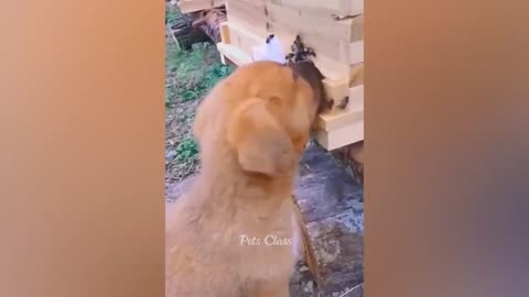 Animaux les plus drôles 2023 😂 Vidéos drôles de chats et de chiens 😺🐶 Partie 2