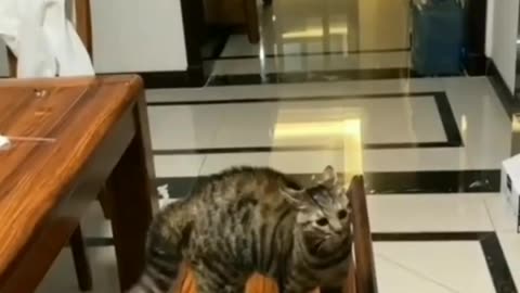 Jumping Tabby Cat