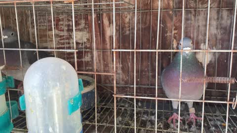 Taiwan pigeon pairing