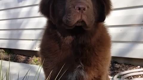Adorable huge puppy contemplates life