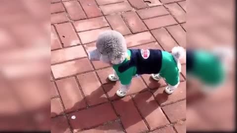 Best Cute and Funny Dog Videos | Funny animal videos.