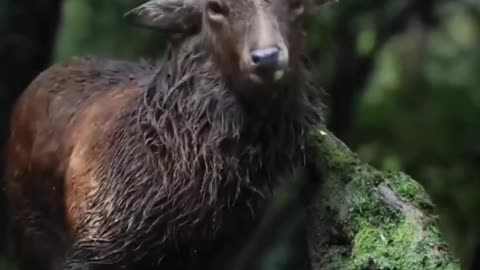 Yezo Sika Deer: Guardians of Japan's Enchanted Forests