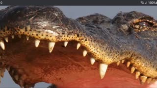Florida Man Hand feeds Wild Alligator in Spring