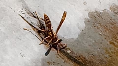 Thirsty 🐝 wasp