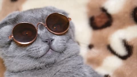 cute gray cat with dark glasses turning his face to the camera