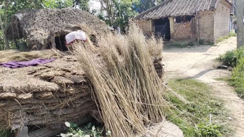 Rural Village Life In India || Day Routine Life in Indian Village || Indian Real Village....