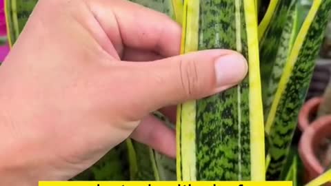 propagating the snake plant by leaf in the water