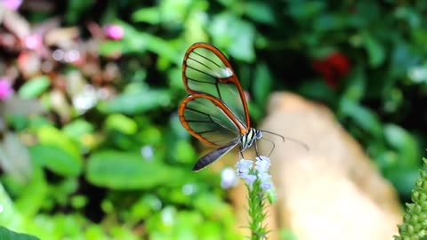 beautiful butterflies on planet