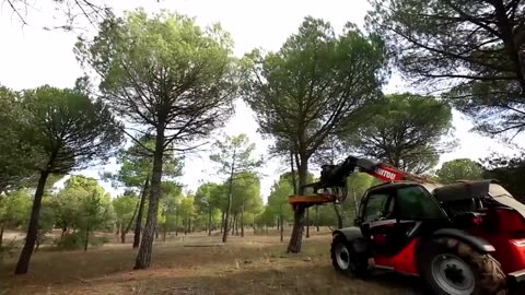 Amazing Pine Resin and Pine nuts Harvesting and Processing - Pine Product Processing in Factory