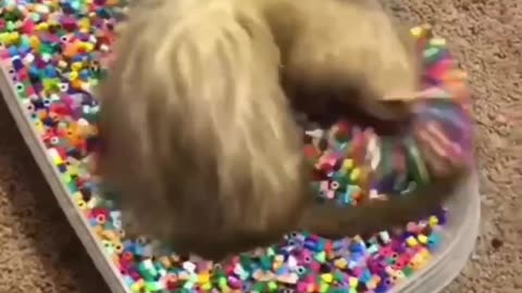 Ferret is having the time of its life🥰