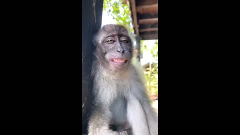 Funny emotions monkey LILU