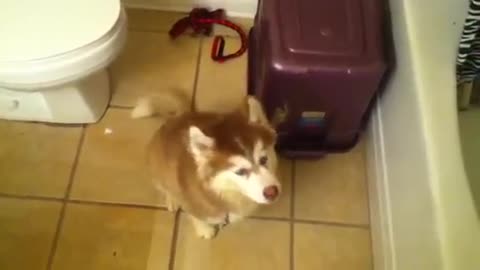 Husky pup arguing about taking a bath