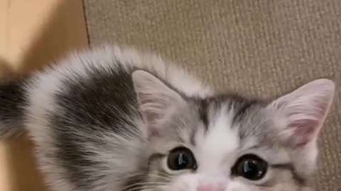 kittens are very cute when asking for food