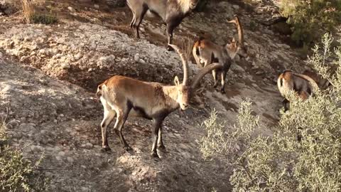 Getting extremly close to a group of male ibex