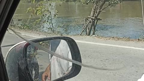 Snake Slithers on Side Mirror