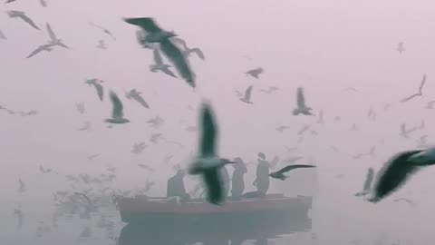 Birds fly over boat