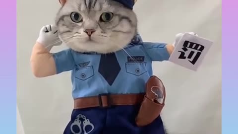 Cute and funny cat