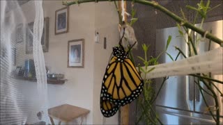 Monarch Butterfly Chrysalis to Release