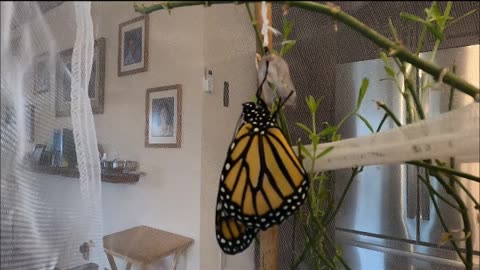 Monarch Butterfly Chrysalis to Release