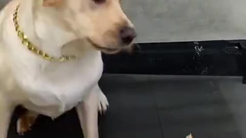 Try not to laugh with this dog so cute and funny dog