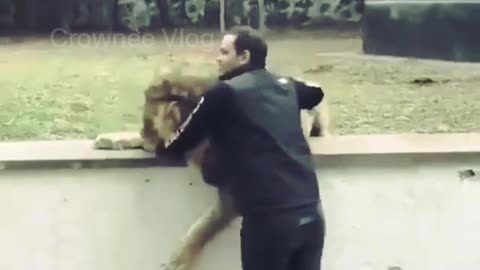 Lion and Man Amazing Bonding