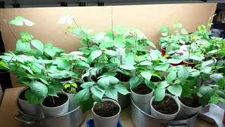 Beautiful Asian bean grow Update 3/16/23