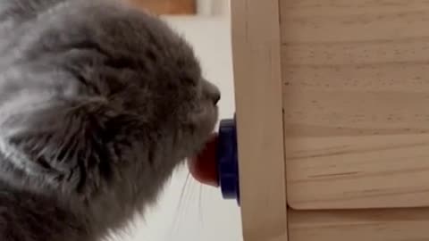 a cat licking candy