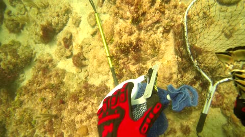 Lobster diving Fort Lauderdale, Florida