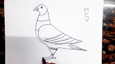 HCV Pigeon Drawing