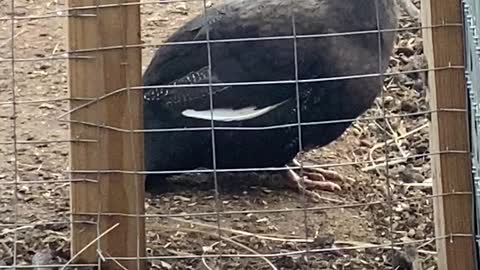 Guineafowl - THE most annoying bird...EVER! 05.2022